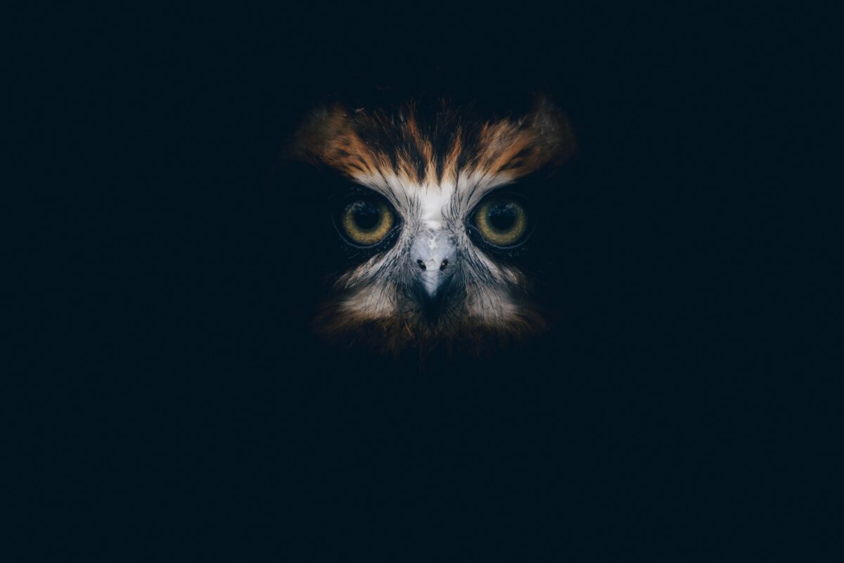 Owl, watching in the dark
